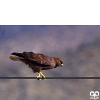 گونه سارگپه استپی Common Buzzard